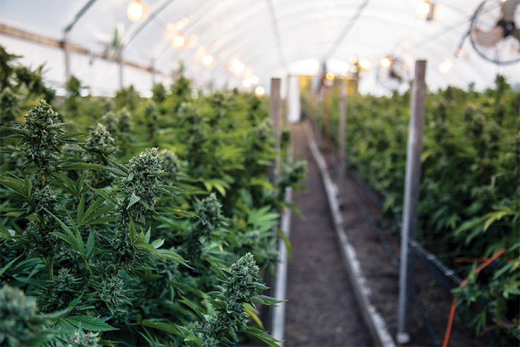 Cannabis Greenhouse Developer Files Bankruptcy